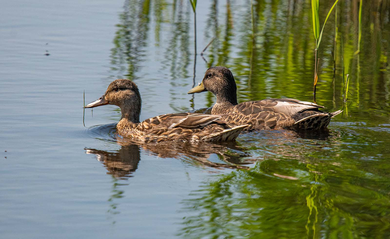 Duck reflection