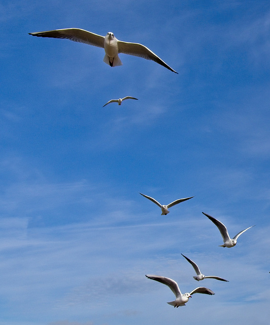 Gulls in Flight