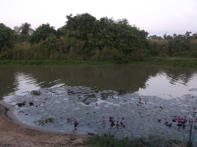 Nénuphars thaïlandais / Thai water lilies