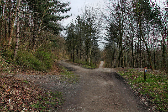 Wege auf der Schurenbachhalde (Essen-Altenessen) / 2.03.2024