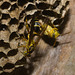 IMG 1917 Wasp