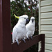 visit from cockatoos