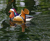 Mandarin drake