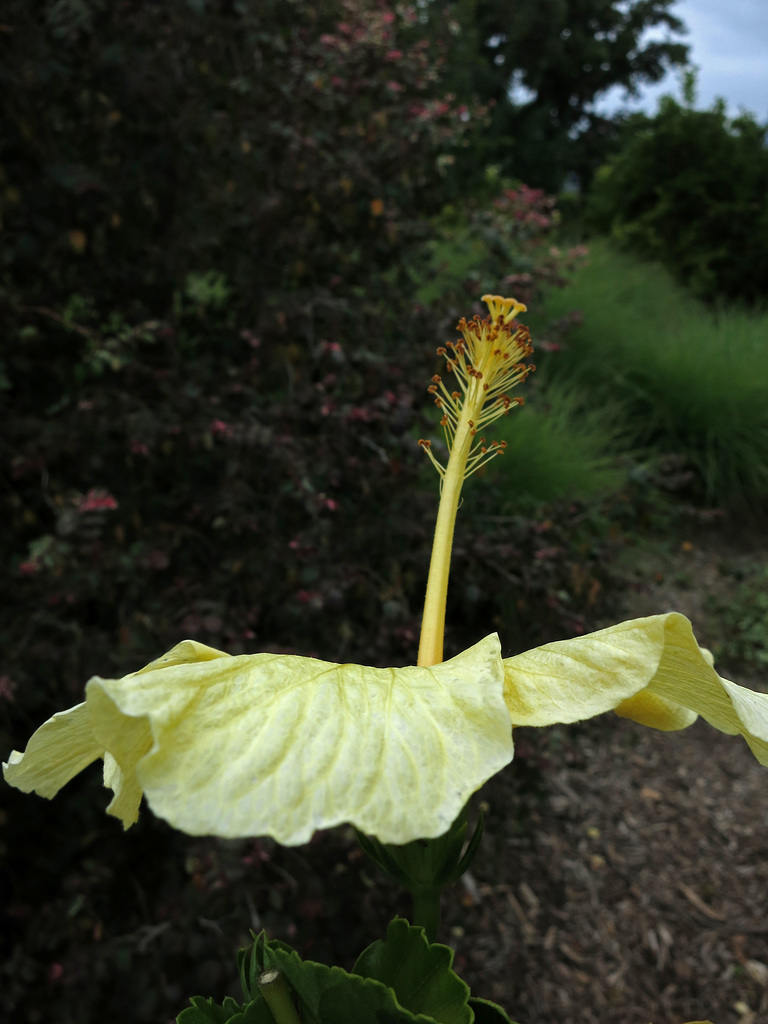 L.A. County Arboretum (0954)