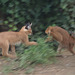 Caracal kittens (too fast for me), 7