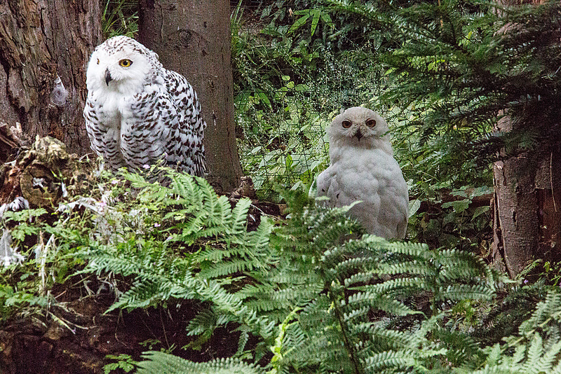 20160812 2217VRAw [D~ST] Schneeeule, Zoo Rheine
