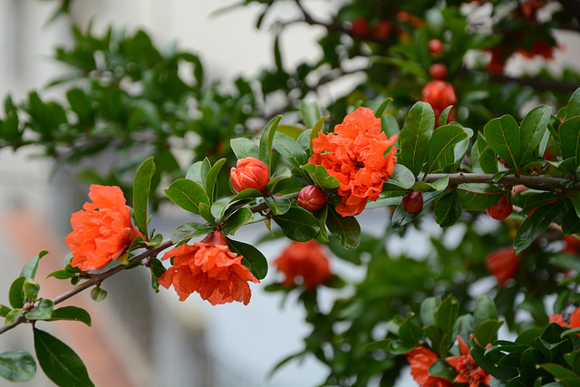 Lisbon, Flowering Branch of Pomegranate Tree