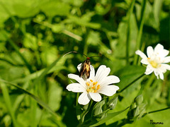 adèle  le papillon