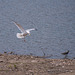 Seagull and lapwing, RSPB Conway