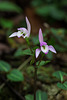 Triphora trianthophoros (Three-birds orchid)