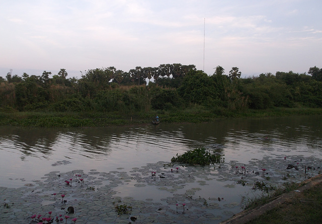 Thailändische Seerosen / Nénuphars thaïlandais