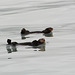 Alaska, A Pair of Sea Otters Crossing the Valdez Arm