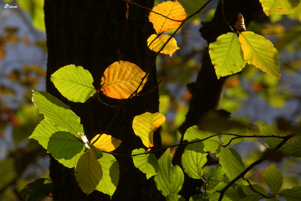 Lumière d'Automne