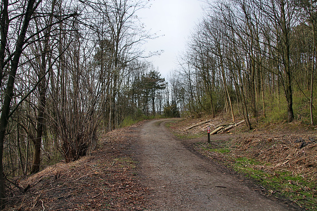 Schurenbachhalde, Essen-Altenessen / 2.03.2024