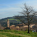 Italy, Urbino, A Tree with the Convent of St.Francis in the Background