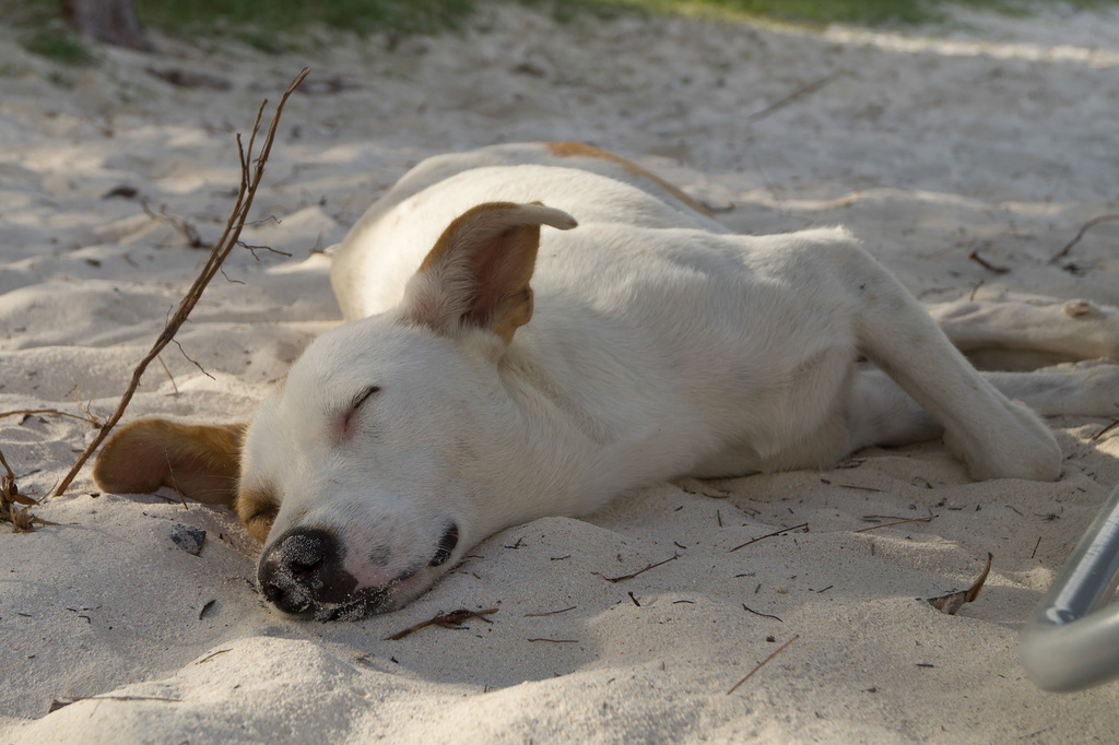 Mauritius Straßenhund DSC08418