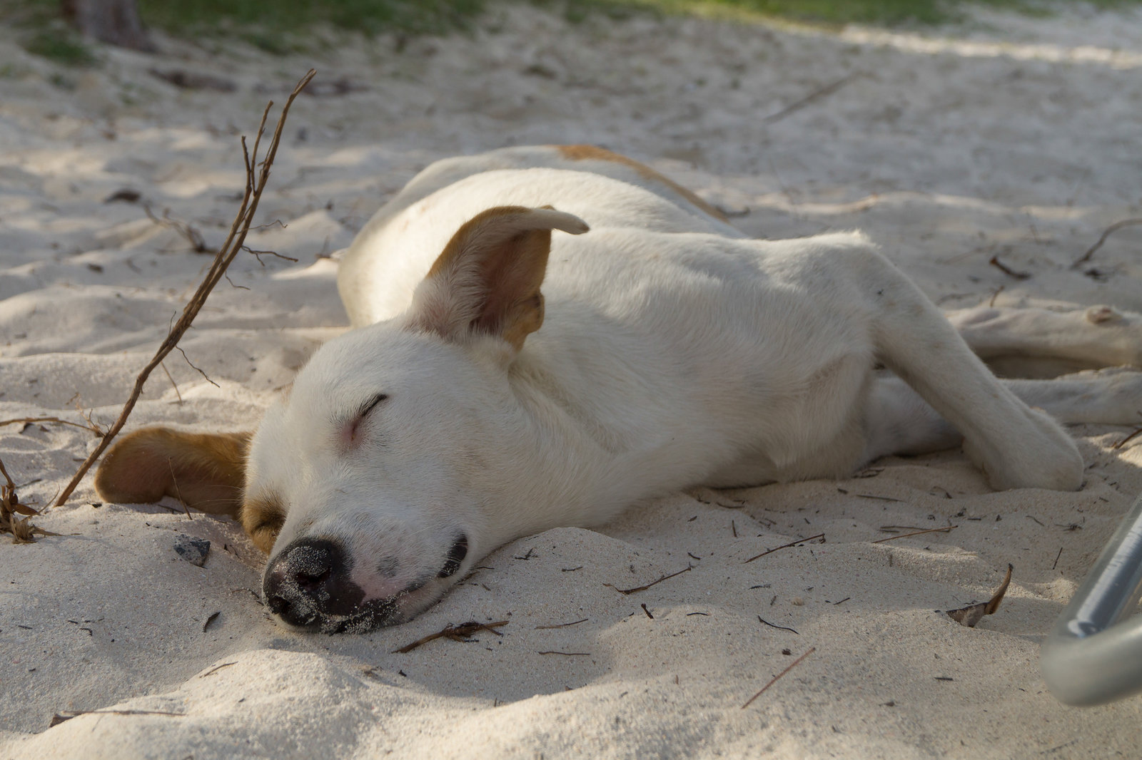 Mauritius Straßenhund DSC08418
