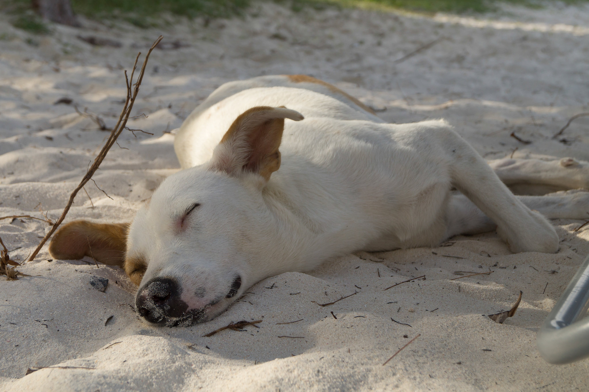 Mauritius Straßenhund DSC08418