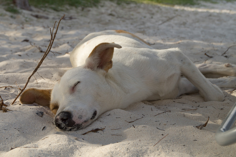 Mauritius Straßenhund DSC08418