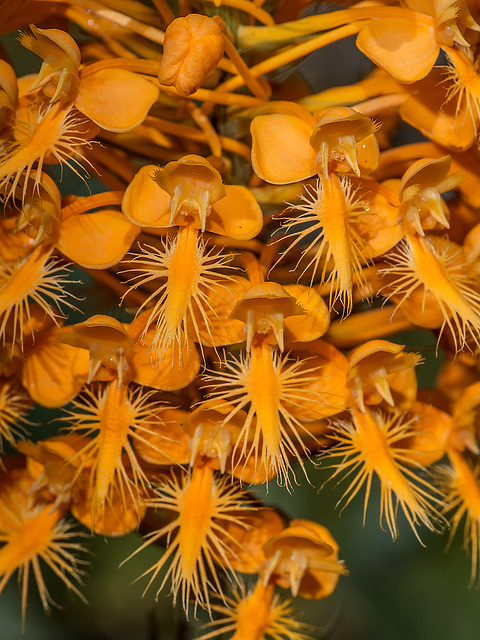 Platanthera ciliaris (Yellow Fringed orchid)