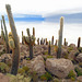 La Isla Incahuasi,Salar de Uyuni_Bolivia