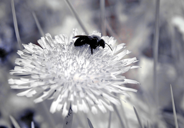 Bee visits dandelion