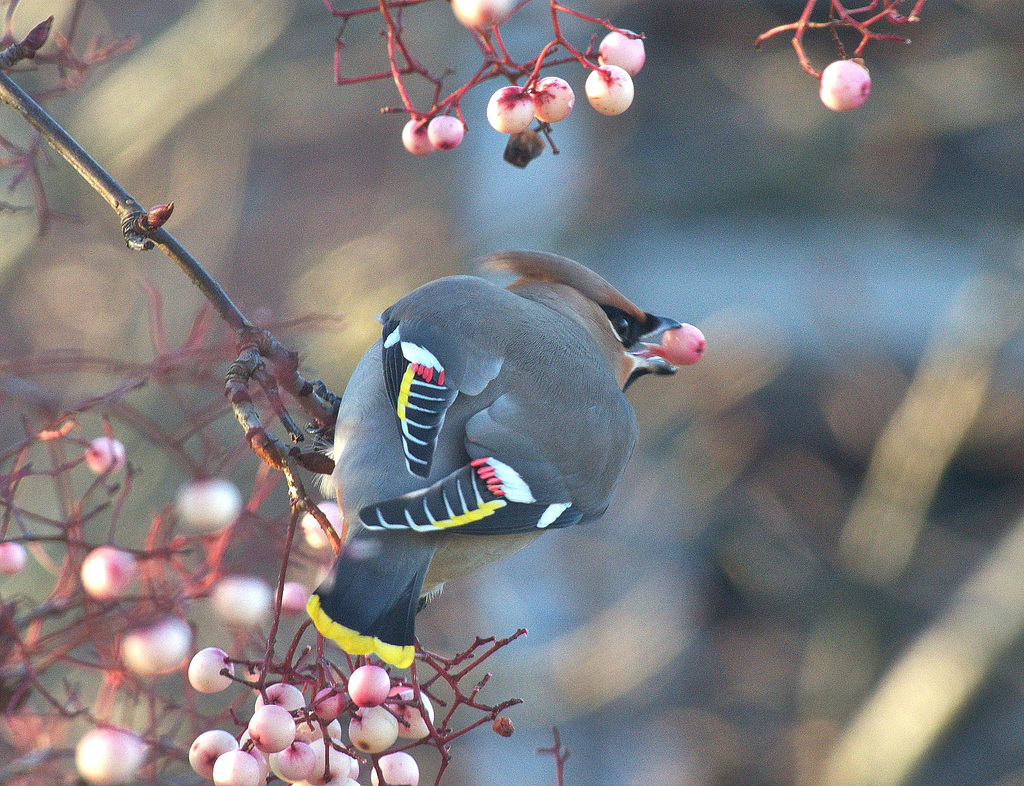 Waxwing