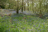 Bluebells In Carstramon Woods