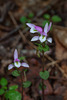 Triphora trianthophoros (Three-birds orchid)