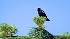 Singing blackbird