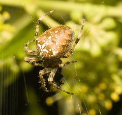 IMG 1890 Garden Spider