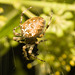 IMG 1890 Garden Spider