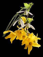 Schneeglöckchen und Forsythien (2xPiP)