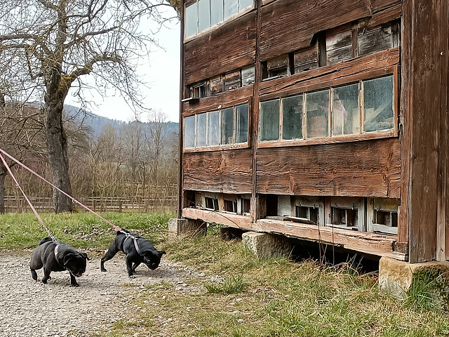 zwei Hünd und das Bienenhaus