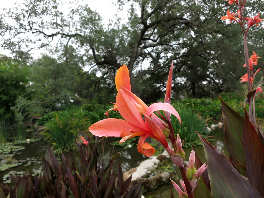 L.A. County Arboretum (0956)