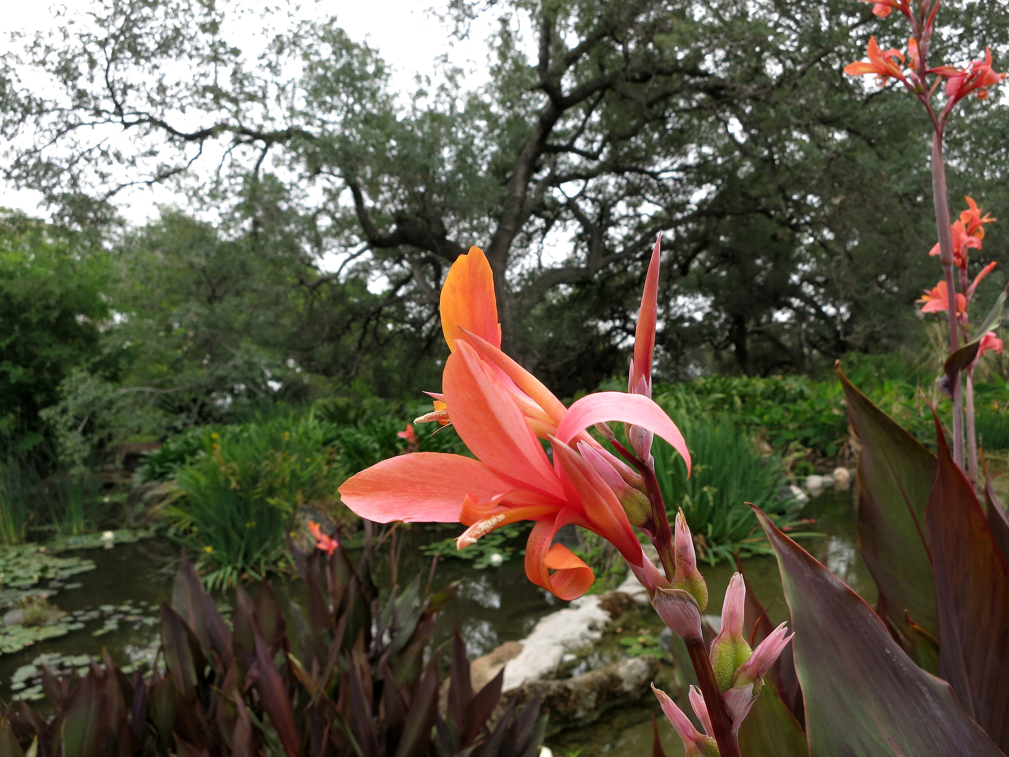L.A. County Arboretum (0956)