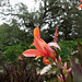 L.A. County Arboretum (0956)