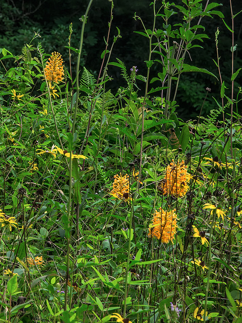 Platanthera ciliaris (Yellow Fringed orchid)