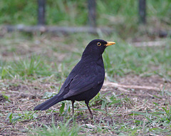 blackbird2563
