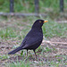 blackbird2563