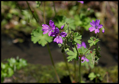 Geranium pyrenaicum (3)