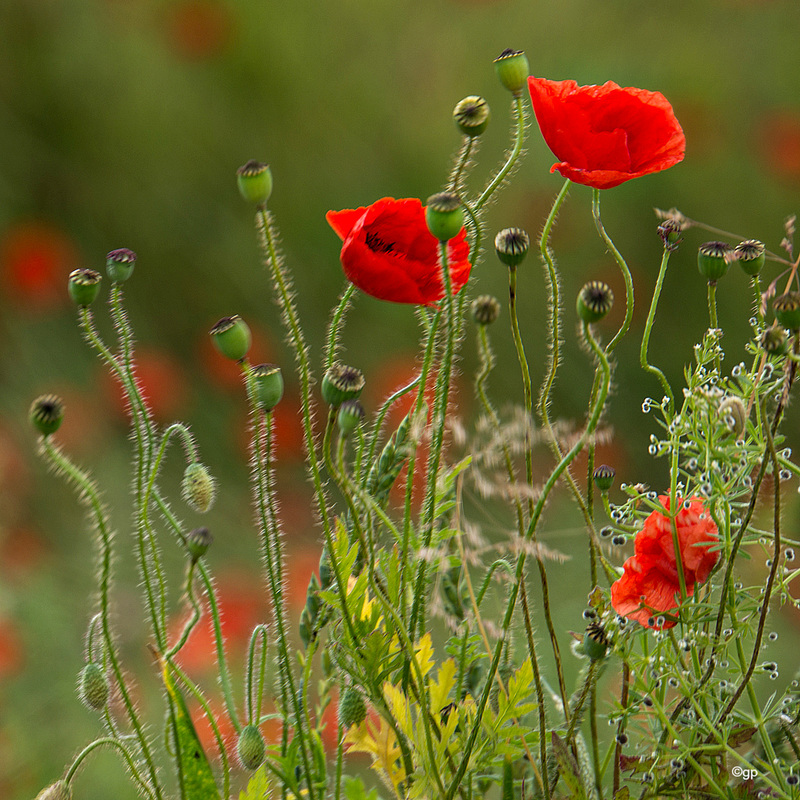 In the Fields 4