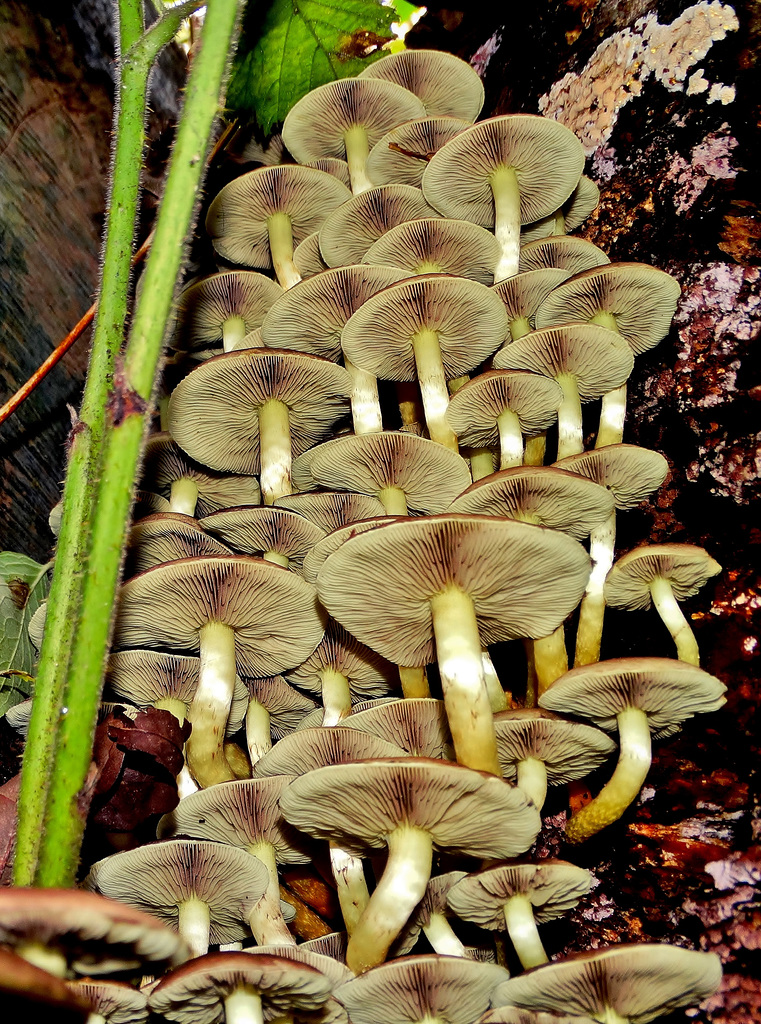 DSC09884