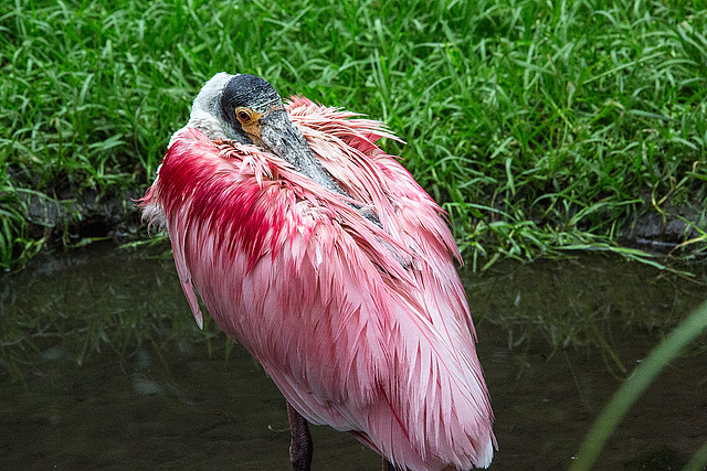 20160812 2222VRAw [D~ST] Rosalöffler, Zoo Rheine