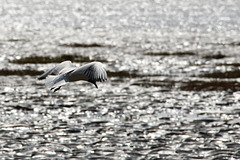 Mouette rieuse