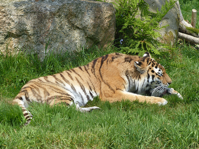 Dartmoor Zoo (19) - 21 May 2018