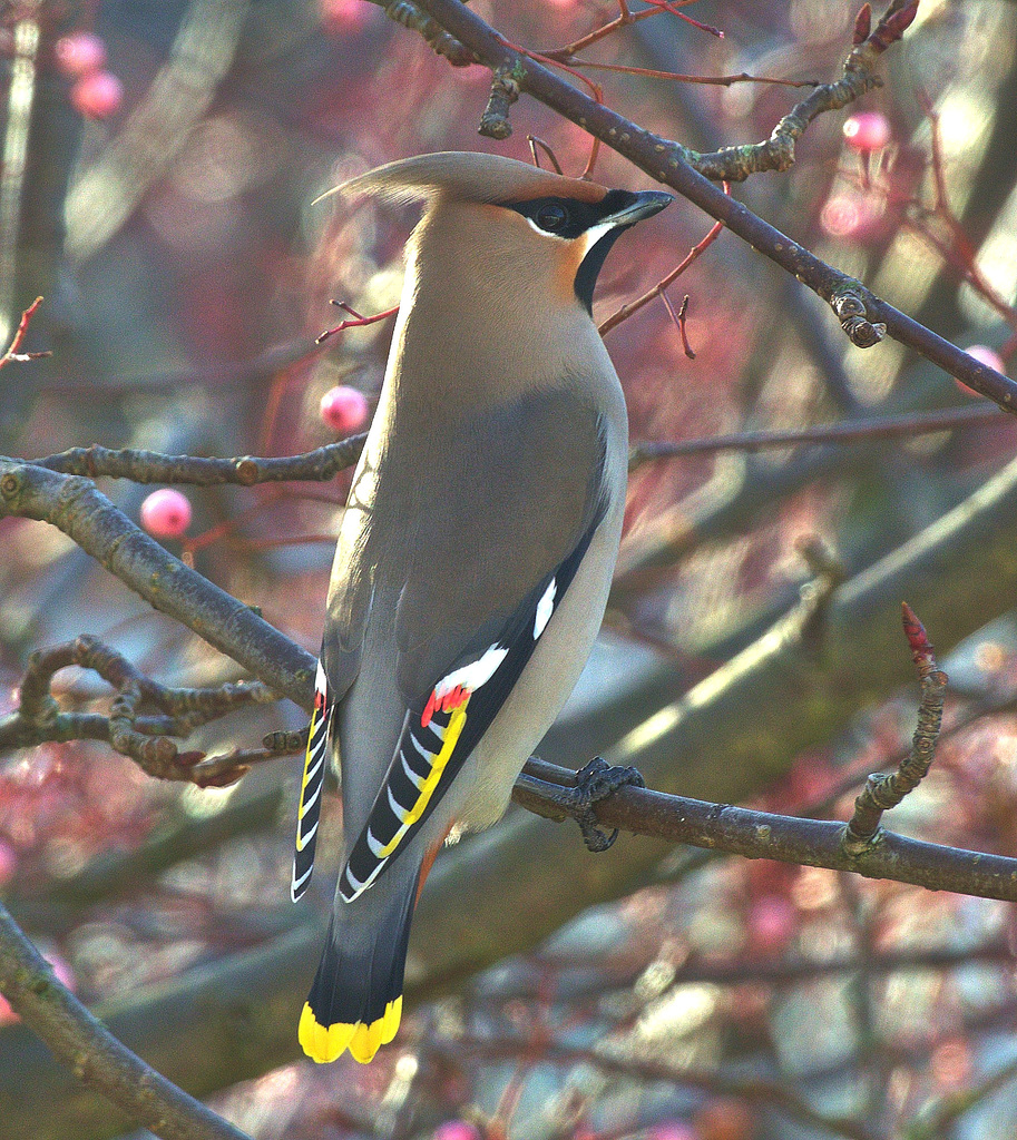 Waxwing