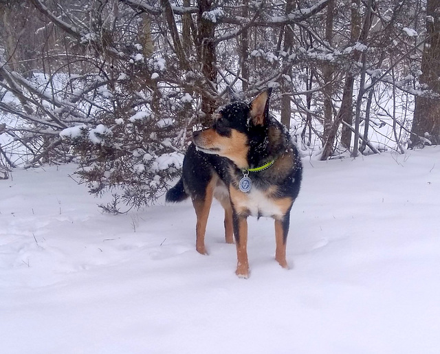 Maggie loves the freshly falling snow.