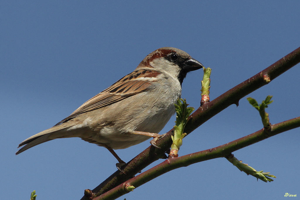 Passer Domesticus