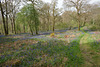 Bluebells In Carstramon Woods